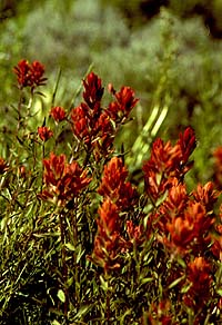 Indian Paintbrush