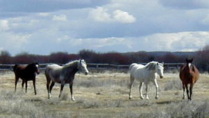 Horses