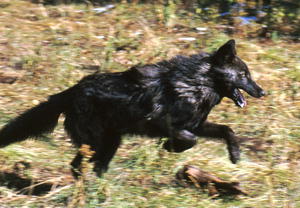 Black wolf