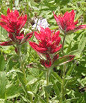 Wildflowers of the Wyoming Range
