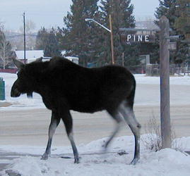 Moose and Pine Street
