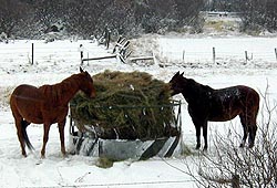 Winter feeding