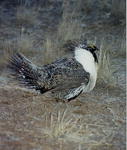 Sage grouse rooster
