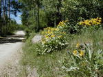 Beautiful wildflowers are in bloom all along the lake