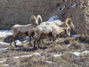 Big horn sheep near Camp Creek. Photo by Dave Bell.