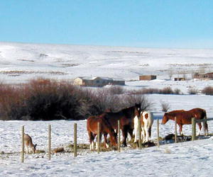 A deer enjoys a free meal at a local ranch. Photo by Laurel Profit.