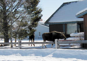 Mom moose and the kid munching on trees in yards in town on Sunday