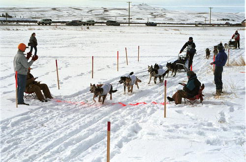 michelle phillips musher. will be a Pinedale Musher