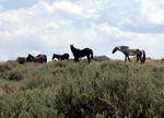 Wild horses shot