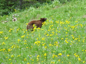 Bear in the Sawtooths. Photo by Dave Bell.