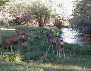 Deer in Pinedale.  Photo by Pinedale Online.