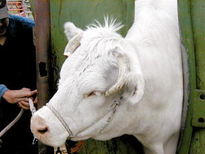 Snowball gets her horns cut.  Photo by Josh Wilson.