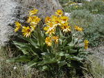 Arrow leaf balsam root can be found all along Fremont Lake right now. Photo by Pinedale Online.