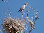 Blue Herons. Photo by Dave Bell.