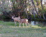 Town deer. Photo by Pinedale Online.