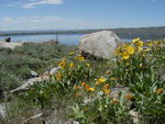 Arrow leaf balsam root can be found all along Fremont Lake right now. Photo by Pinedale Online.