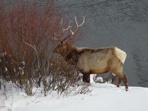 Elk on the Firehole River.  Photo by Dave Bell.