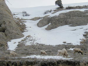 Big horn sheep in the Hoback. Photo by Pinedale Online.