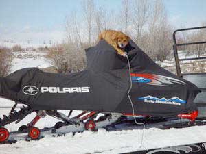 Junior on sled. Photo by Dave Bell.