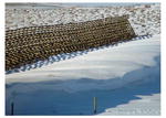 Snow drift fence. Photo by Dave Bell.