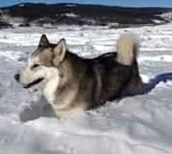 Lost dog
