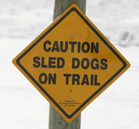 Sled Dogs on trail. Pinedale Online photo.