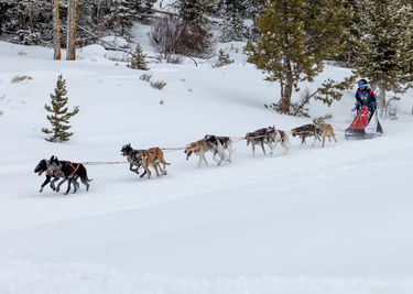 Pedigree Stage Stop Race