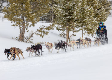 Alix Crittenden from Bondurant, Pedigree Sled Dog Race, February 1 & 2, 2025