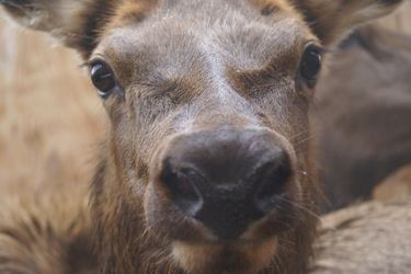 Elk testing