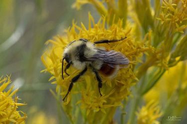 Bee. Photo by Dave Bell.