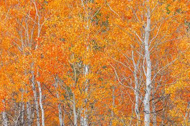 Fall colors. Photo by Dave Bell.