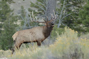 Bull Elk. Photo by Fred Pfluhgoft.