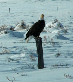 Bald eagles