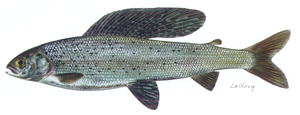 Grayling