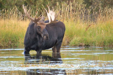 Moose Pond. Photo by Fred Pflughoft.