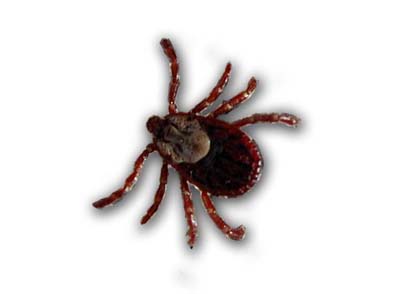 Tick from Wyoming