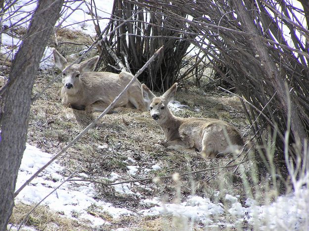 Deer Bedded Down. Photo by Pinedale Online.
