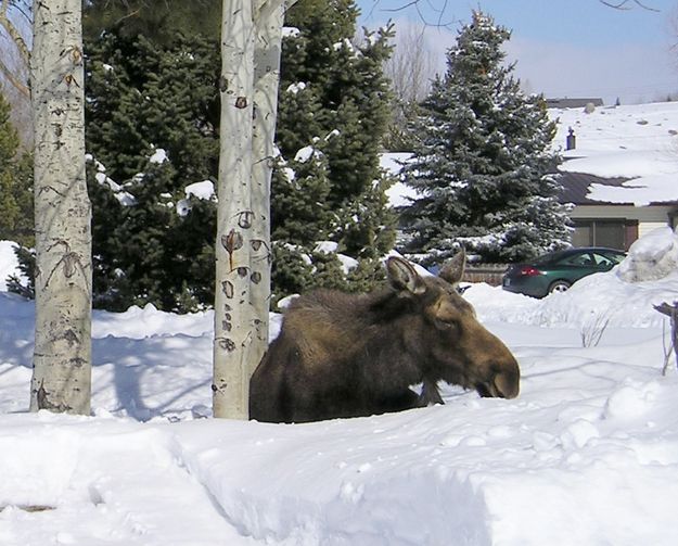 Neighborhood Moose. Photo by Pinedale Online.