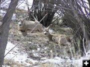 Deer Bedded Down. Photo by Pinedale Online.