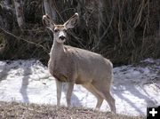 Mule Deer Buck. Photo by Pinedale Online.