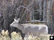 Deer by Window. Photo by Pinedale Online.