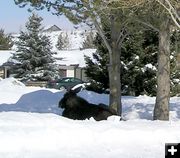 Moose in front  yard. Photo by Pinedale Online.