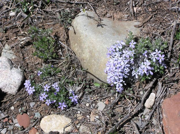 Phlox along the road. Photo by Pinedale Online.