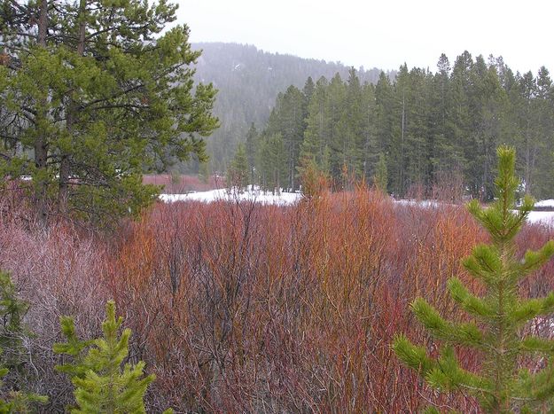 Red Willows. Photo by Pinedale Online.