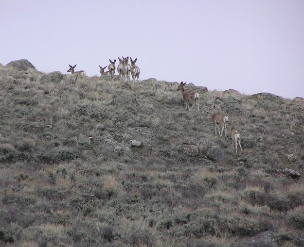 Skyline Deer. Photo by Pinedale Online.