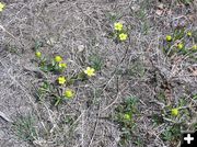 Buttercups. Photo by Pinedale Online.