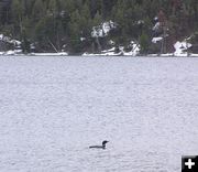 Loon. Photo by Pinedale Online.