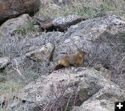 Rockchuck Marmot. Photo by Pinedale Online.