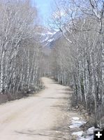 Aspens along the road. Photo by Pinedale Online.