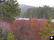 Red Willows. Photo by Pinedale Online.